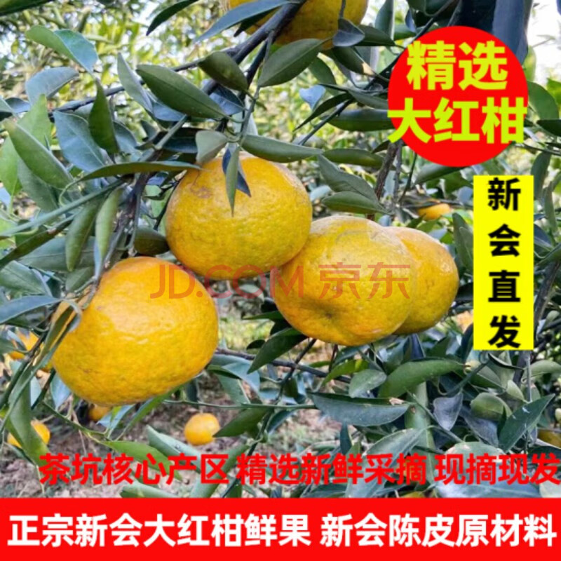 (新会直发)5-20斤装 正宗新会青柑鲜果二红柑鲜果新鲜大红柑新会陈皮