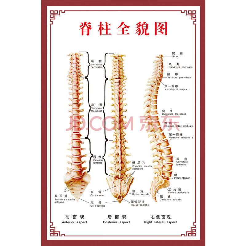 人体肌肉解剖图挂图人体内脏结构图全身器官分布穴位图人体骨骼图 z