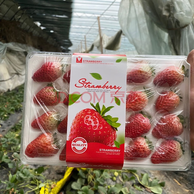草莓小果精美礼盒两盒装(40颗)