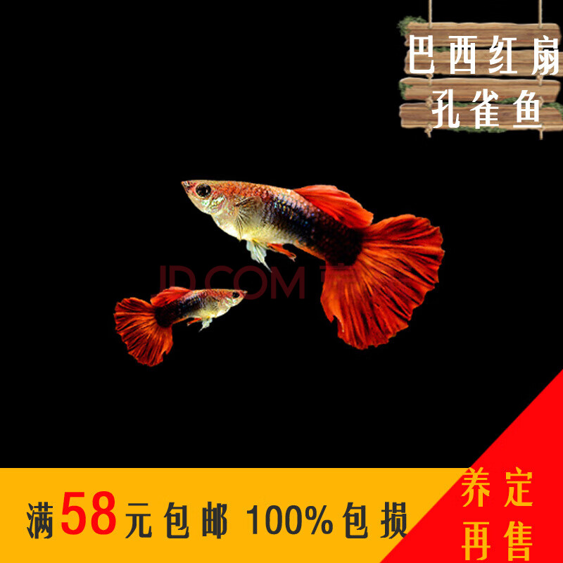 活体小型淡水孔雀鱼活体合辑水族宠物合集汇总 精品巴西红扇一对3-4cm