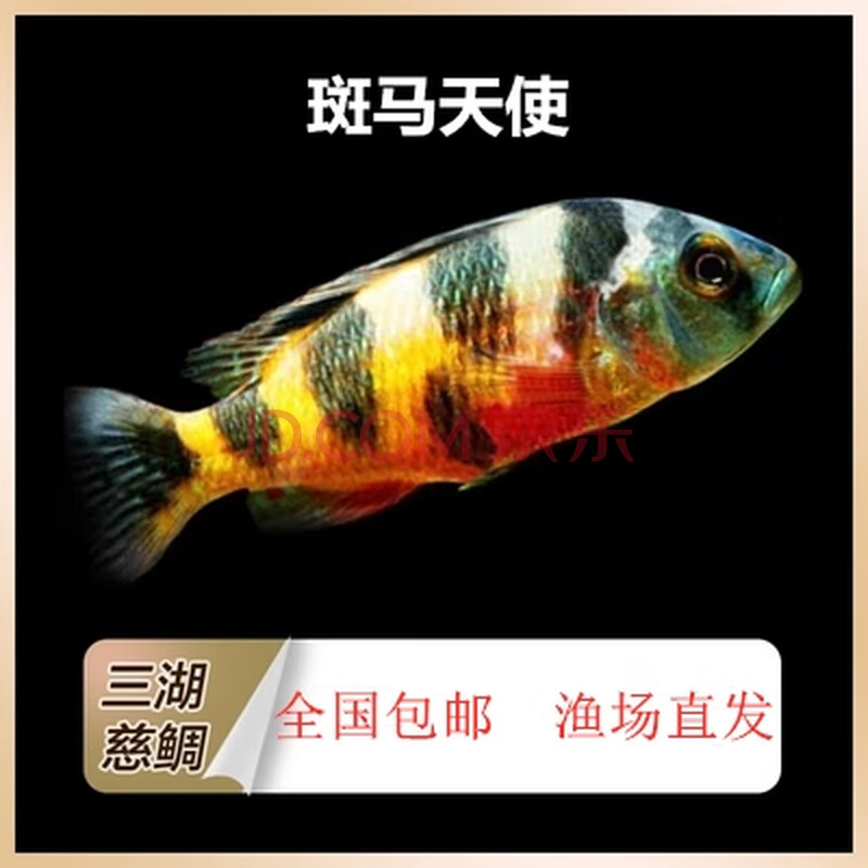 采缇三湖慈鲷鱼活体马鲷银背阿里马面小型淡水观赏非洲王子热带鱼蓝