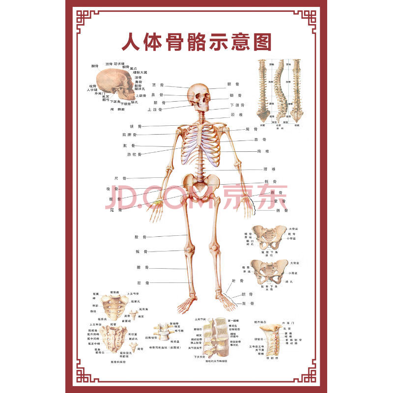 【新品】人体骨骼图大挂图器官示意图内脏结构图穴位图人体肌肉解剖图