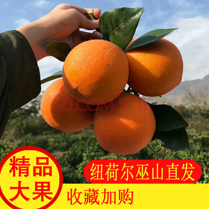 重庆巫山纽荷尔脐橙现摘新鲜水果橙子甜橙整箱10斤 60mm以下 10斤