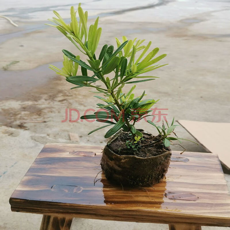罗汉松树苗黄金钻雀舌米叶红芽盆景大叶造型小苗盆载名贵庭院景观