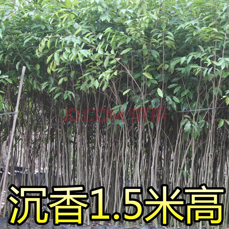 正宗海南沉香小苗 小叶紫檀苗 金丝楠木苗 菩提树苗名贵树苗 黄花梨苗