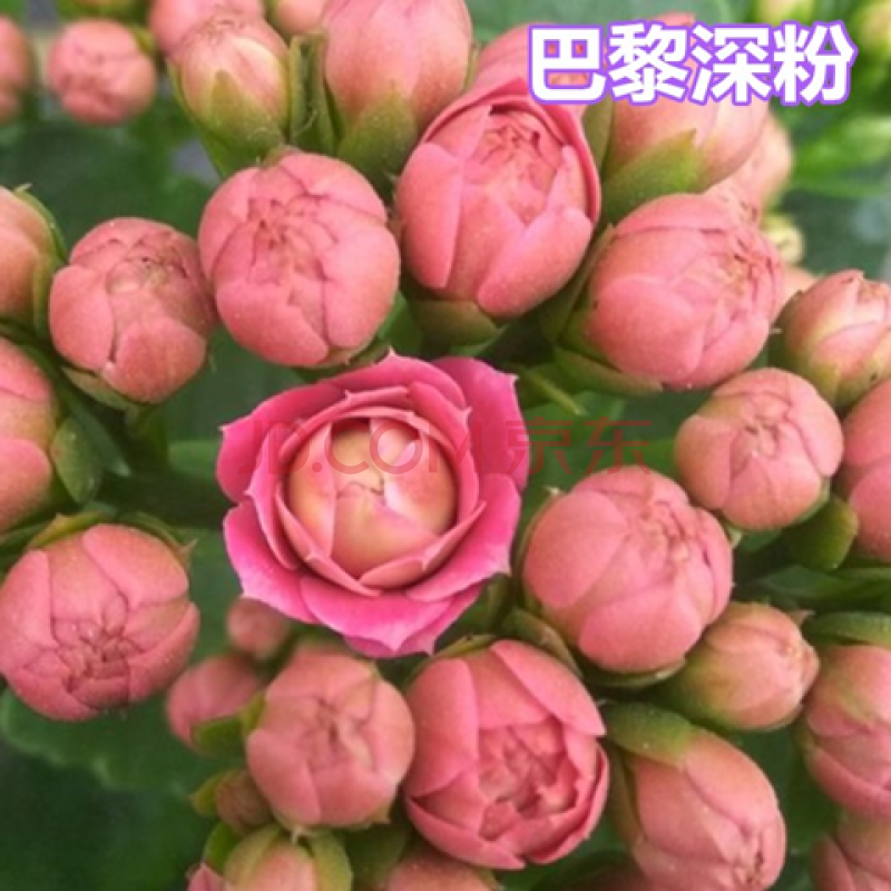 芊阙*轻奢芊阙【带花苞发货】长寿花盆栽重瓣巴黎稀有大花品种四季