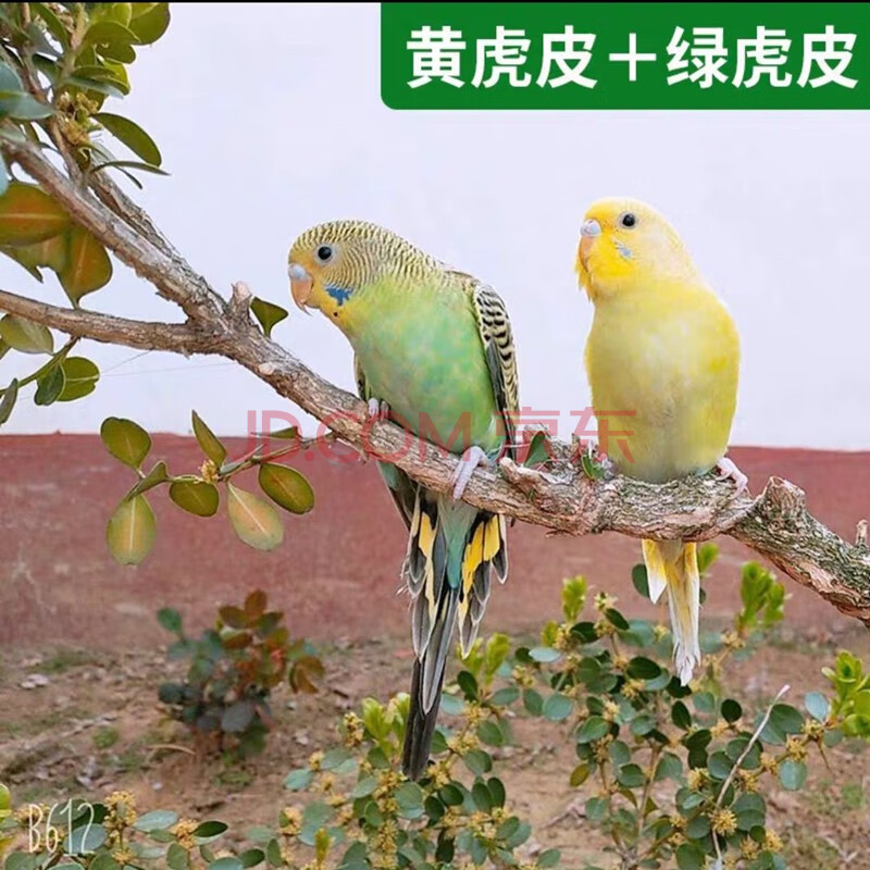 鸟玄风牡丹鹦鹉鸟活体观赏鸟鹦鹉鸟活体绿虎皮黄虎皮共两只一公一母