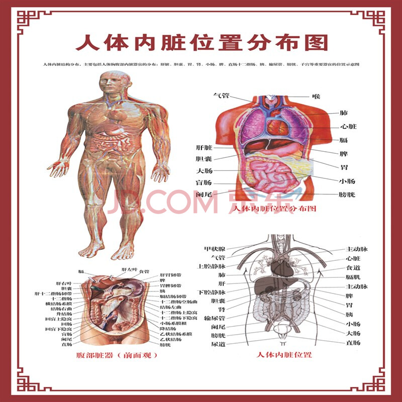 人体内脏解剖示意图医学骨骼肌肉器官血管血液结构图医院海报 人体