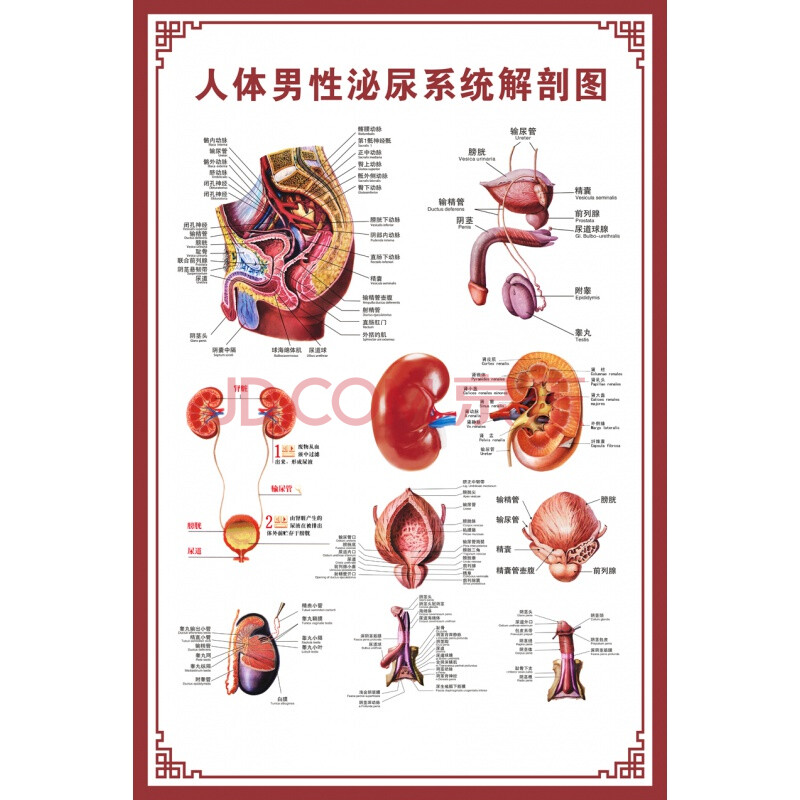 示意图医学骨骼肌肉器官血管血液结构图医院海报 人体男性泌尿解剖图