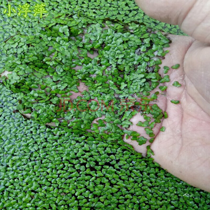 水草浮萍水葫芦水芙蓉一叶莲水培水生植物花卉龟虾鱼缸四季绿植 小