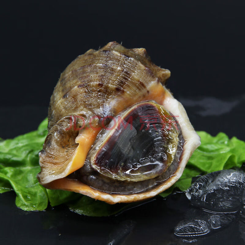 海螺鲜活海螺新鲜大海螺连云港特产海鲜水产小海螺大响螺 每斤4-5只