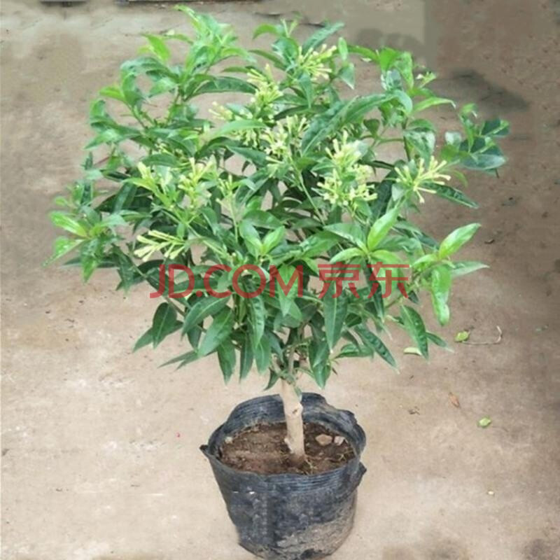 夜来香又名夜香树花树盆栽花卉绿植浓香3年苗