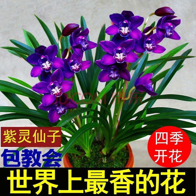 【精品国兰】浓香型兰花盆栽兰花苗花卉盆栽植物室内盆栽墨兰建兰