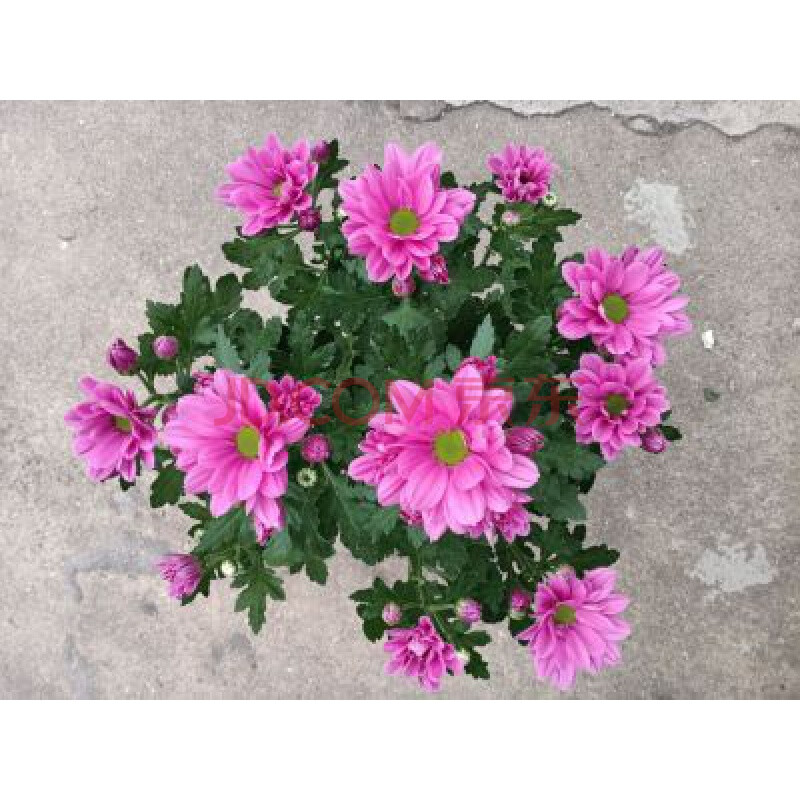 四季易养千头菊小雏菊花苗庭院阳台花卉菊花盆栽多年生宿根花植物