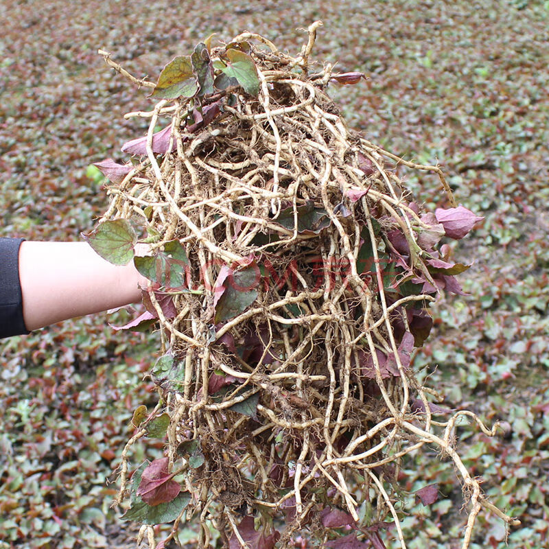 新鲜折耳根农家鲜嫩鱼腥草野生节节根贵州折二根现挖蔬菜野菜种根 1斤