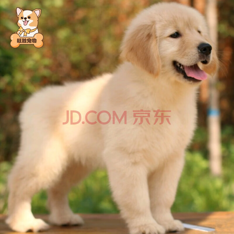 【30天保障】宠物金毛幼犬活体纯种金毛犬幼崽黄金猎犬小狗狗宠物狗