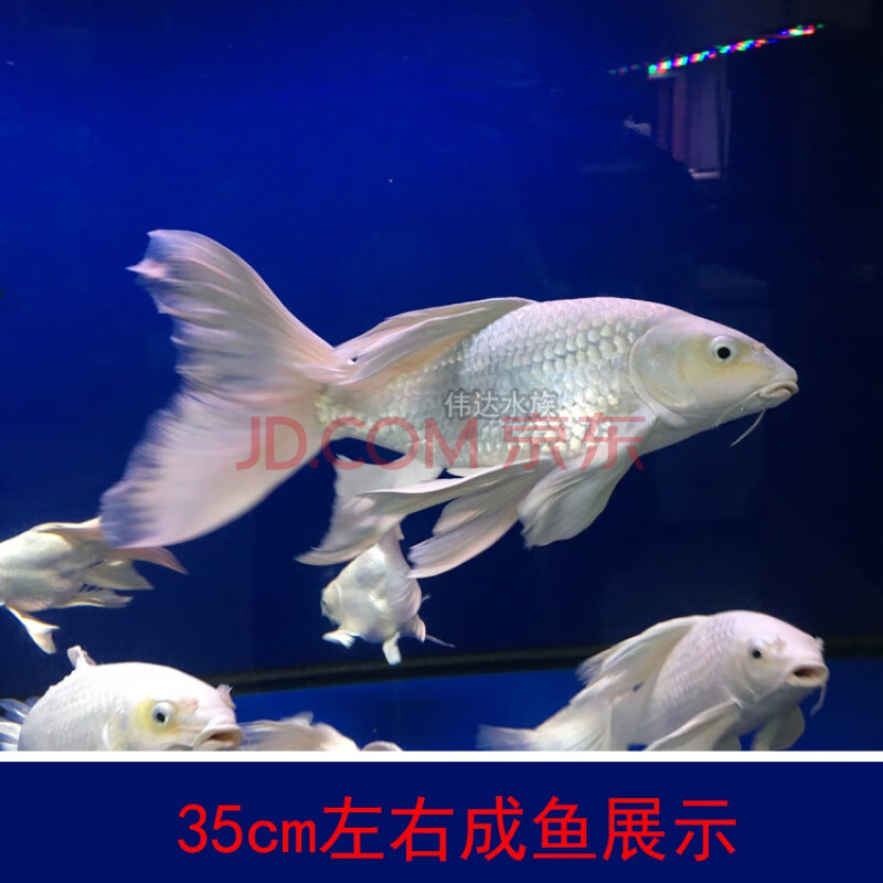 冷水鱼苗纯种大鳍大尾短身贵妃球体锦鲤鱼苗活体 短身蝴蝶鲤5-6cm 3条