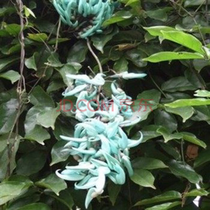 爬藤攀藤植物/常绿油麻藤花苗/禾雀花苗/金黄花油麻藤苗紫藤树苗 浅