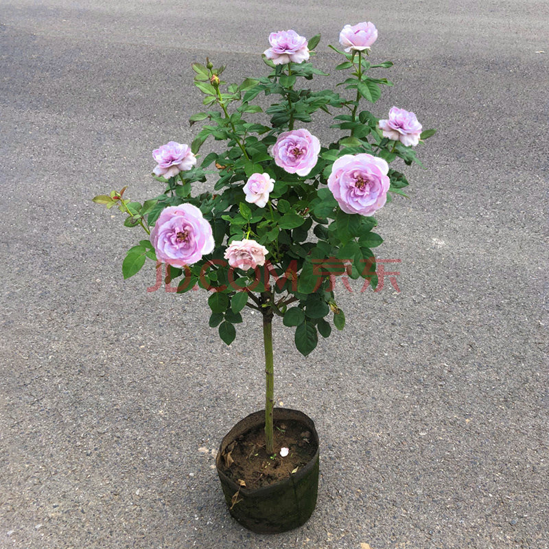 花苗特大花果汁阳台月季棒棒糖月季树状月季四季开花植物 蓝色风暴1