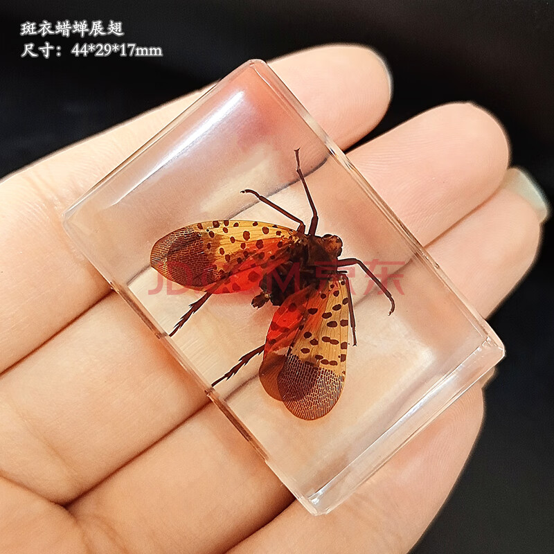 2021新款新品真昆虫树脂标本琥珀蝗虫螃蟹金龟子蜜蜂苍蝇蚂蚁蜘蛛贝类