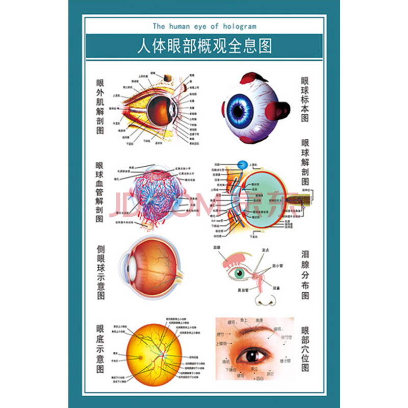 眼睛训练图视力眼保健操挂图眼科诊所海报人体眼部概观全息图40x60