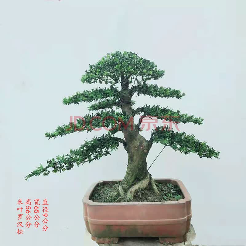 造型罗汉松树桩盆景原生米叶雀舌罗汉松珍珠罗汉松一物一拍 米白色按