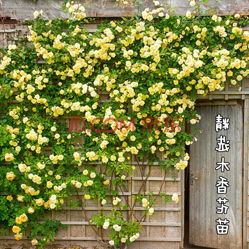 红木香爬腾花 四季开花甜蜜红木香花苗庭院阳台爬藤植物盆栽地栽月季