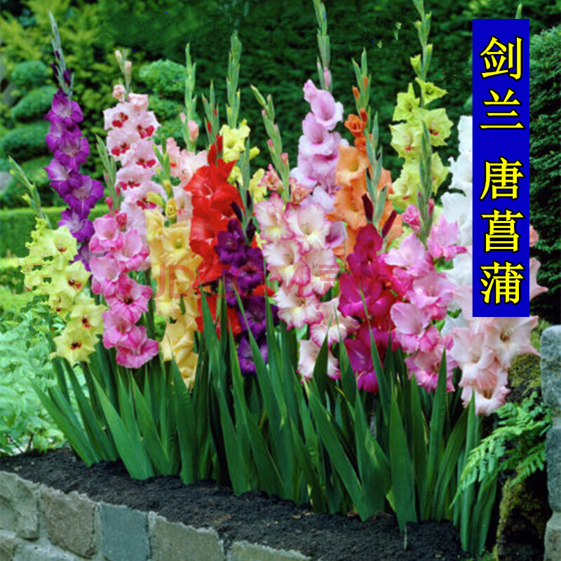 春秋季宿根花卉种子剑兰种球根苗庭院花种子唐菖蒲种球根菖兰盆栽花卉