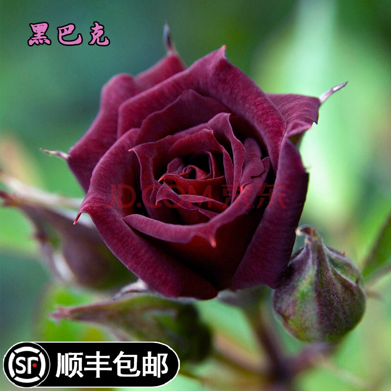 黑巴克切花月季花苗玫瑰特大花黑红色玫瑰四季开花卉盆栽绿植物 黑