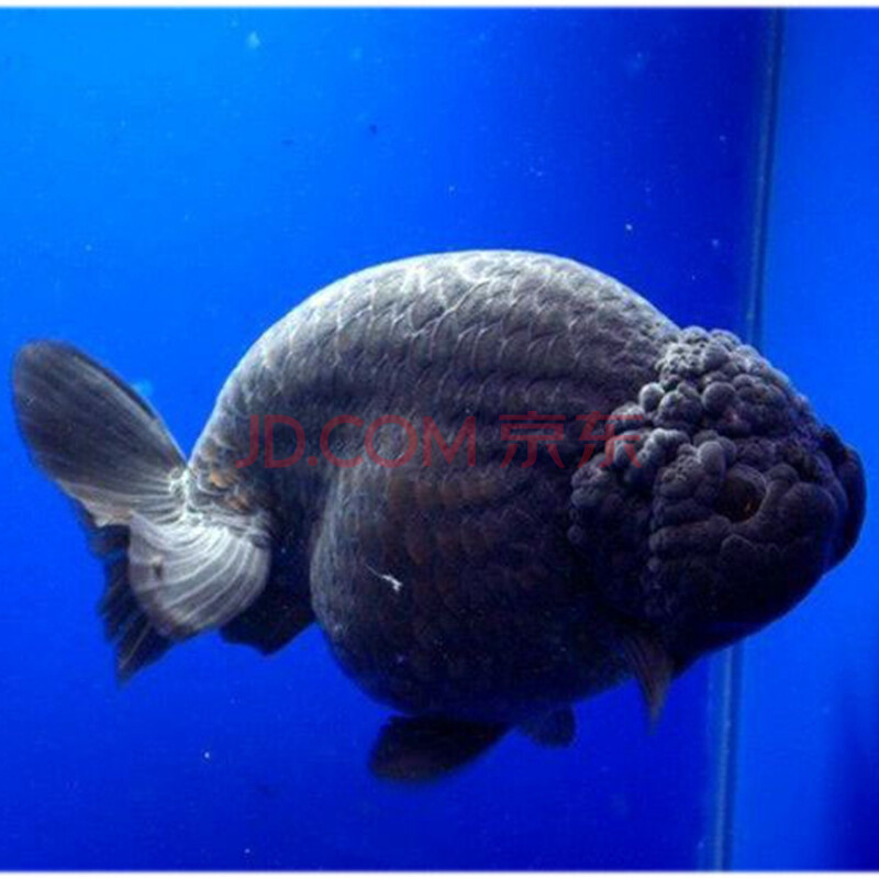 精品奶牛水墨兰寿金鱼活鱼冷淡水观赏鱼耐活水族宠物活体 8-9cm小尾黑