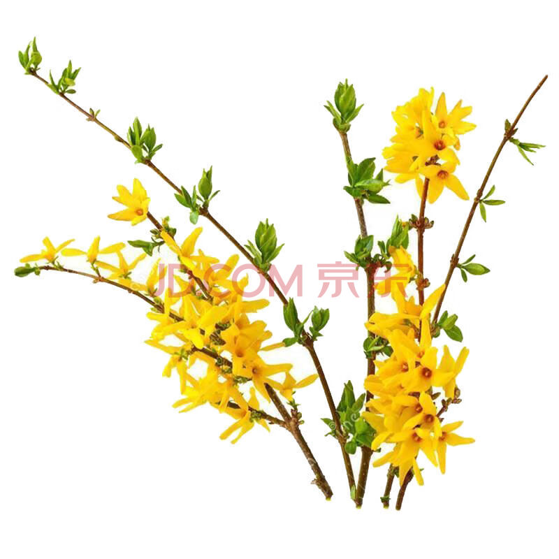 黄连翘 连翘花 连翘苗室外庭院花卉植物 连翘树苗 户外工程绿化苗 量