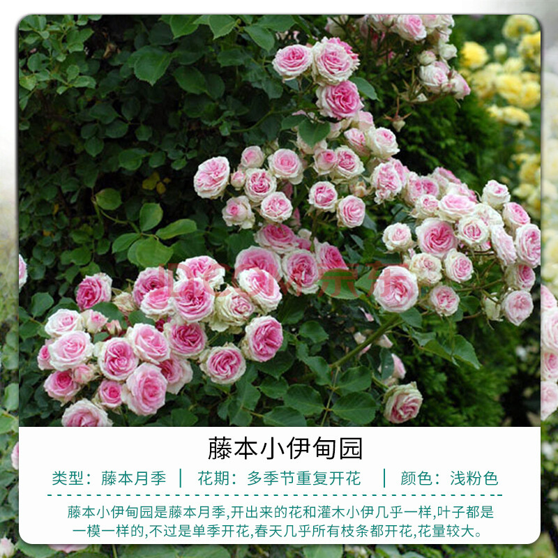 惠惠的花园藤本月季花苗蓝色阴雨罗衣等丰花勤园玫瑰盆栽 月季藤本小