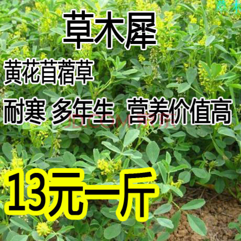 草木樨种子 草木犀 蜜源植物 黄花草 牧草型 绿肥 耐寒耐贫瘠草籽qcdd