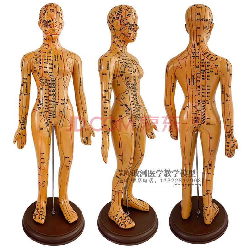 超清晰经络男女人体模型人体经络模型中医铜人针灸穴位模型 铜刻字(手
