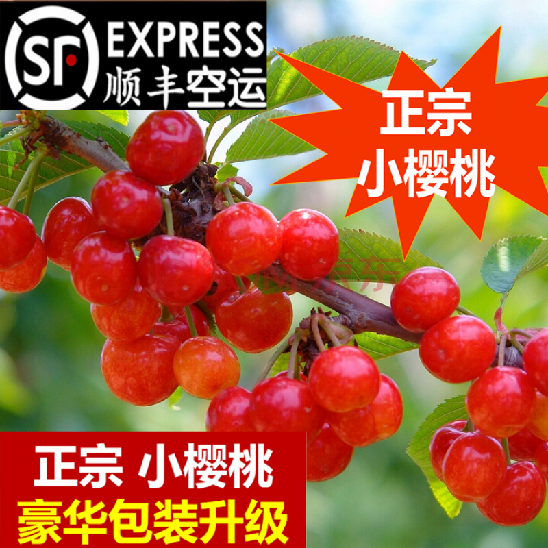 玫栀 现摘四川小樱桃新鲜孕妇水果重庆土樱桃特产恩桃