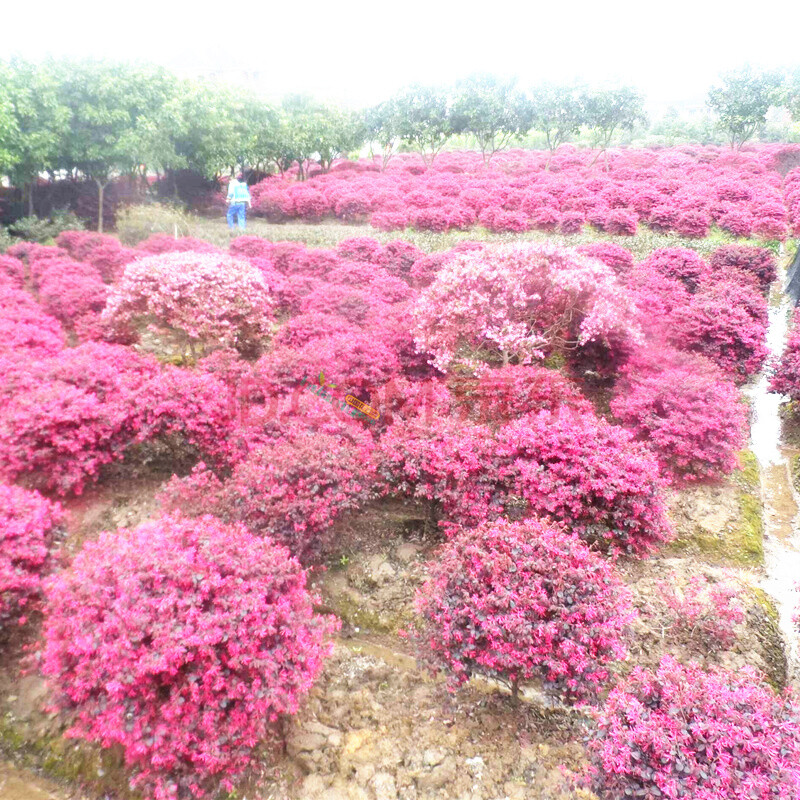 红花继木檵木树苗球形庭院盆景树桩四季红桎木工程绿化篱笆小树苗 1米