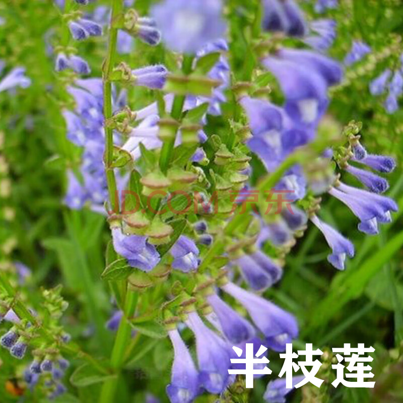 半枝莲种子野生半枝莲 种子 韩信草半边莲苗 野生的半支莲中药材qcdd