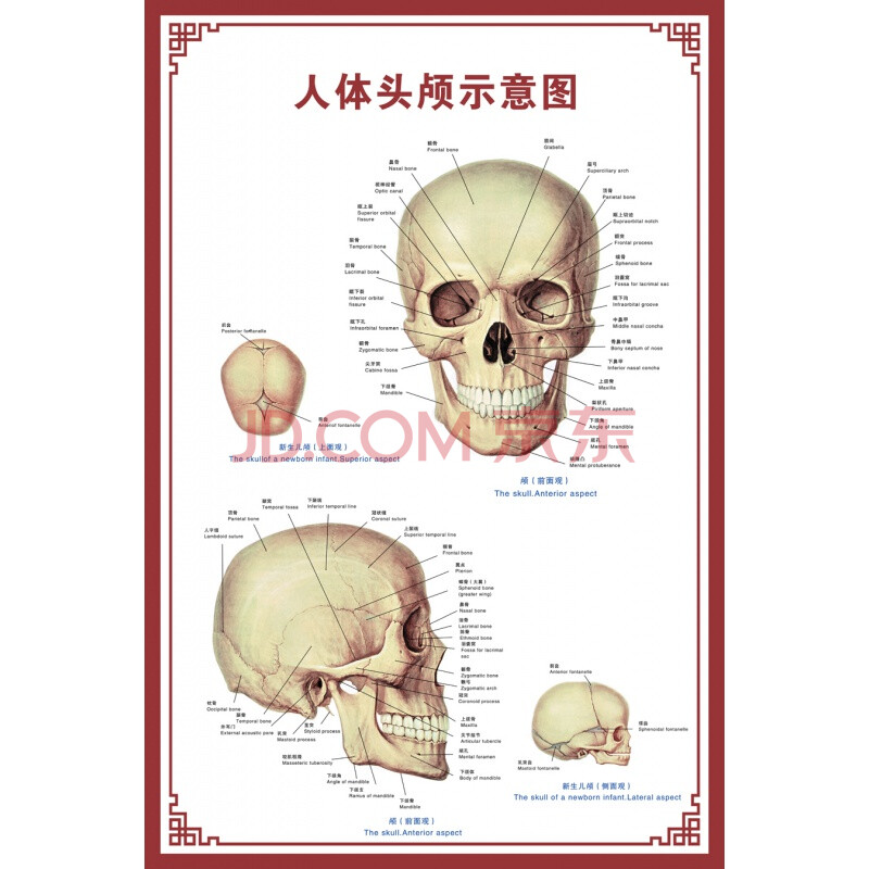 图内脏结构图穴位图人体肌肉解剖图海报 人体骨骼示意图 pp胶(背面带