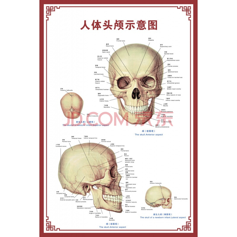 【新品】人体骨骼图大挂图器官示意图内脏结构图穴位图人体肌肉解剖图