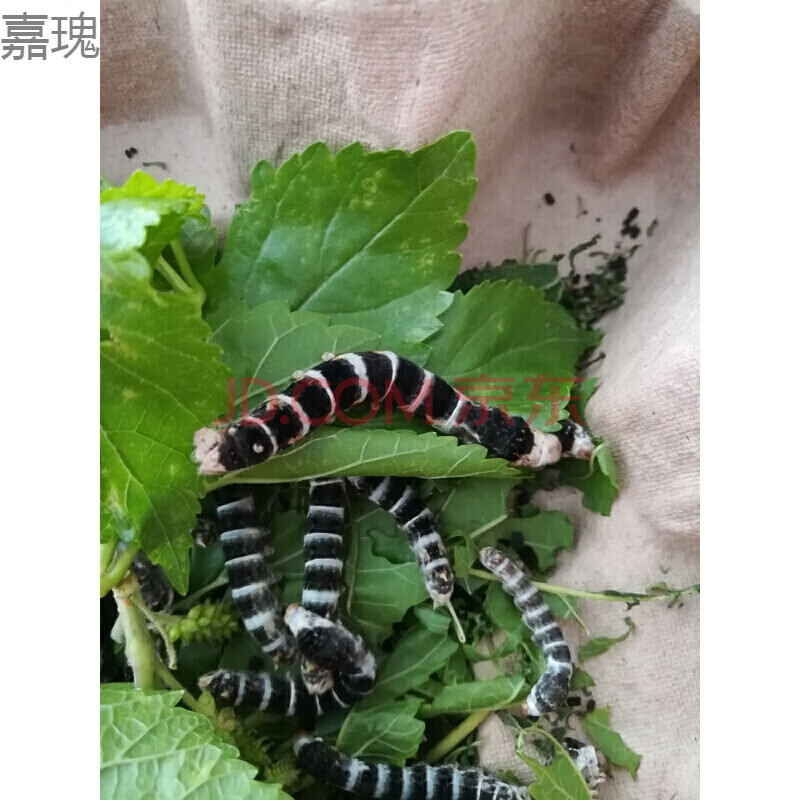 嘉瑰宠物稀有品种蚕宝宝黑虎 蚕斑马半野 野三元 蚕卵