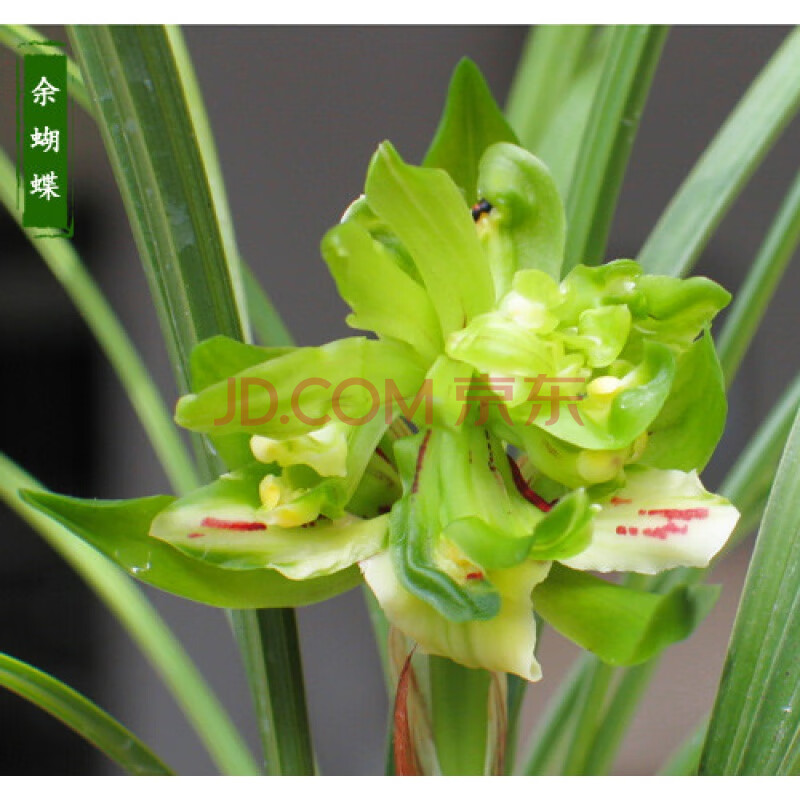 春兰余蝴蝶兰花 不带花苞 盆栽 好养奇花名贵 浓香老种 余蝴蝶三苗
