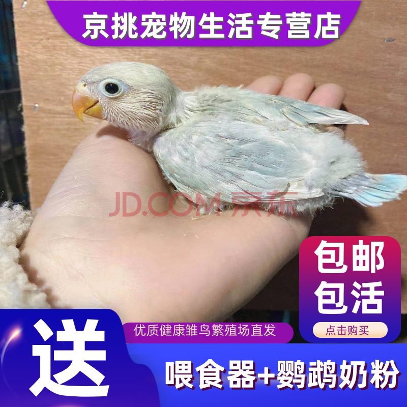 雏鸟活体鹦鹉幼鸟亲人玄风幼鸟活体手玩牡丹鹦鹉雏鸟手养虎皮幼崽听话