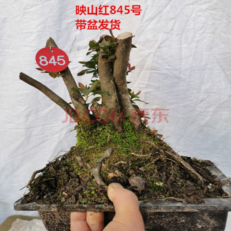 映山红映山红大花型红树桩盆景杜鹃满山红古老怪熟桩高杆红花熟桩 嘉