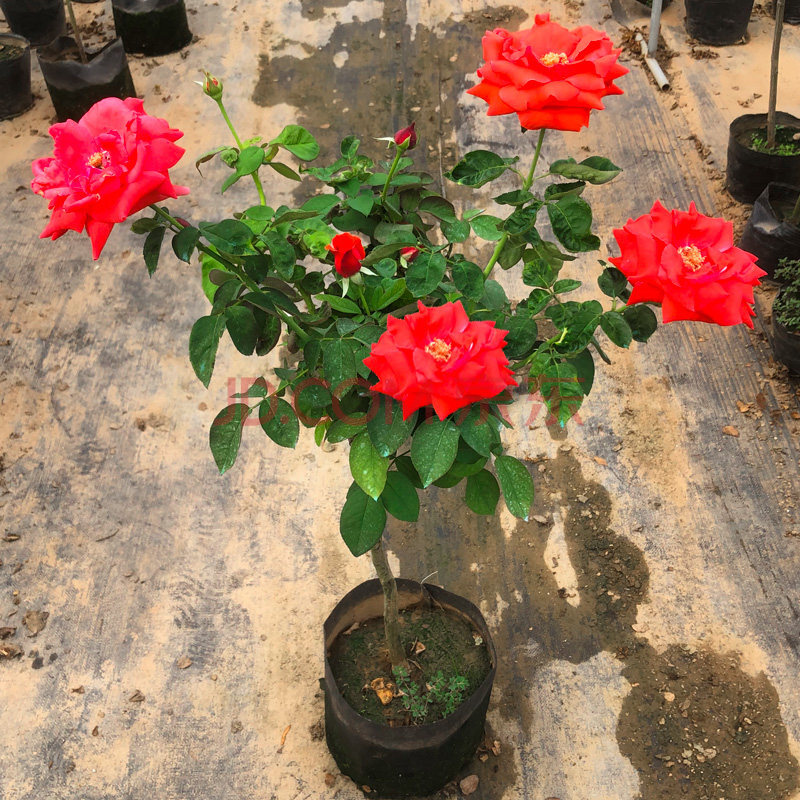 树桩月季花苗特大花果汁阳台月季棒棒糖月季树状月季植物z8 扉扇1.