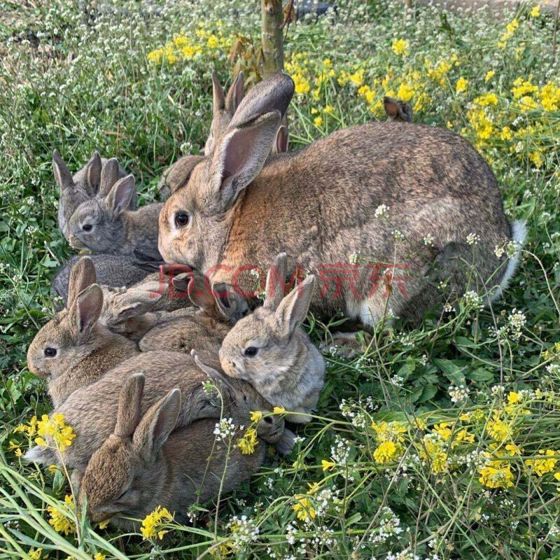 兔子活体家养肉兔大型兔子比利时肉兔新西兰肉兔苗可长15斤可繁殖