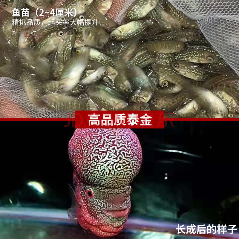 【店铺推荐】罗汉鱼鱼苗活体起头大苗红马亚成热带观赏鱼小型淡水鱼好