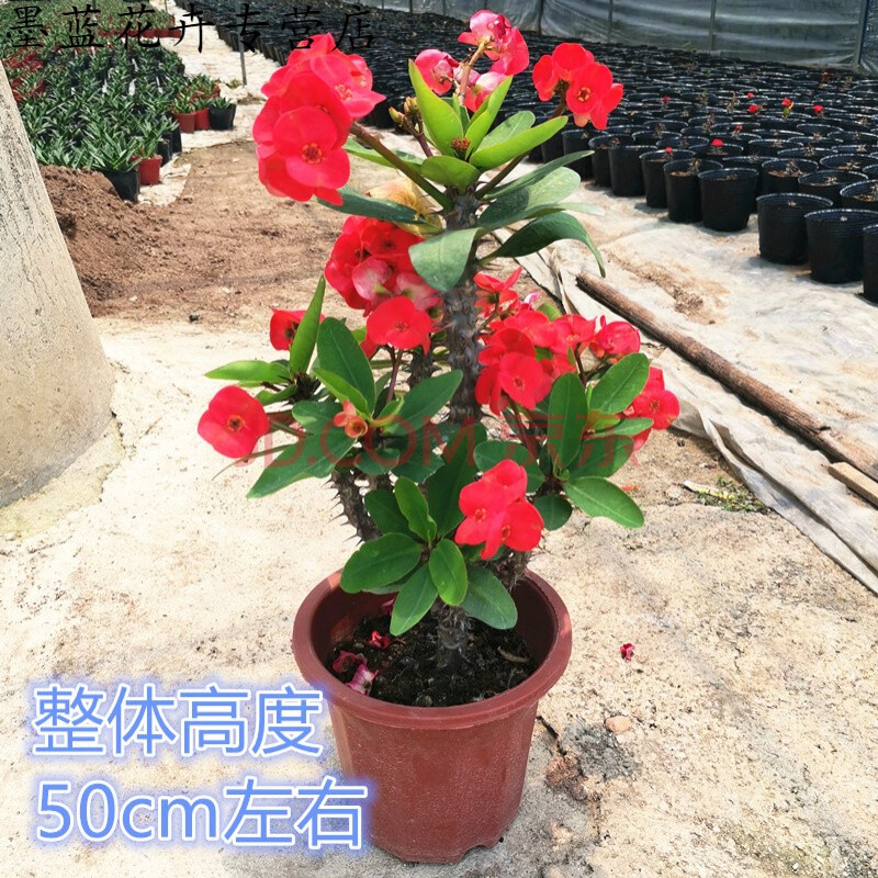 虎刺梅大花大叶老桩盆景 不含盆