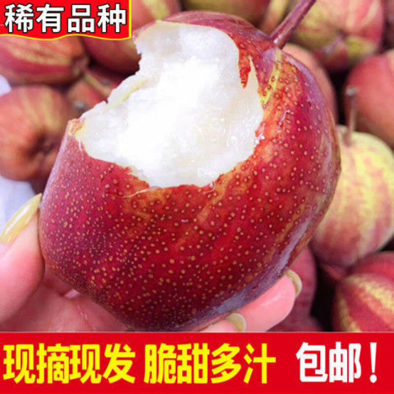 陕西彩虹梨 新鲜水果早酥梨子脆甜红梨红啤梨酥梨 大果 5斤