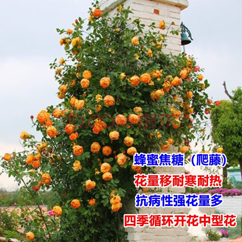 虹毅 爬藤月季花苗欧月藤本特大花盆栽四季易活庭院阳台别墅大花浓香