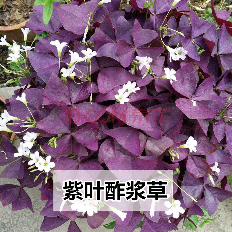 楚花京 紫叶酢浆草种球花种子幸运草紫蝴蝶三叶草炸酱草多年生矮生